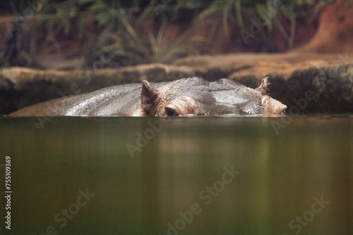  Hippopotamus , also shortened to hippo (pl.: hippos; Hippopotamus amphibius)