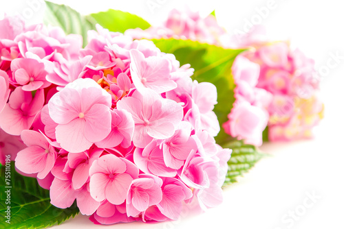 pink hydrangea flowers on the white background. floristic concept