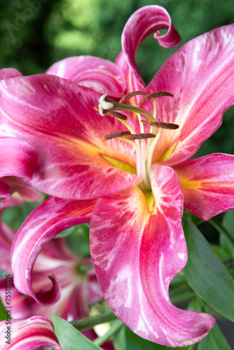 Lily