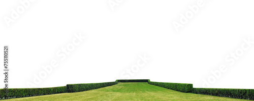 green grass field with green hedges isolated png photo