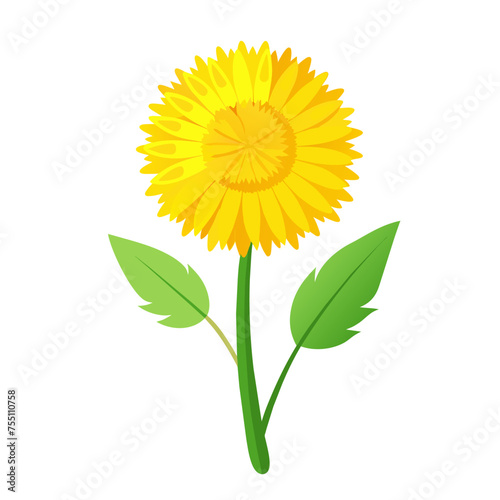 Yellow dandelion flower