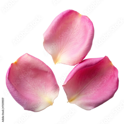 Wallpaper Mural Pink rose petals isolated on transparent background. Torontodigital.ca