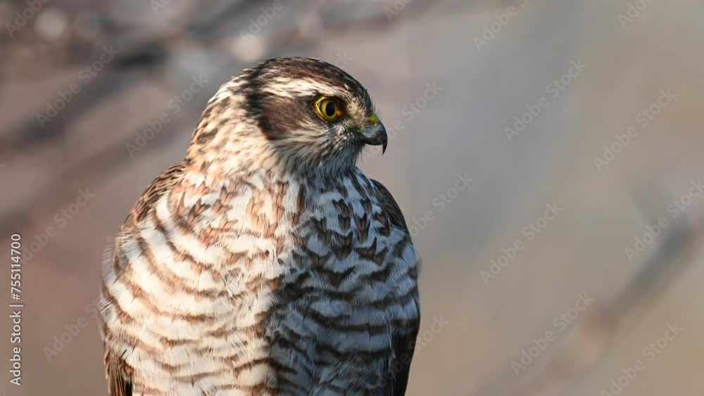 Eurasian sparrowhawk Accipiter nisus. Close up. Eurasian sparrowhawk Accipiter nisus. Close up.