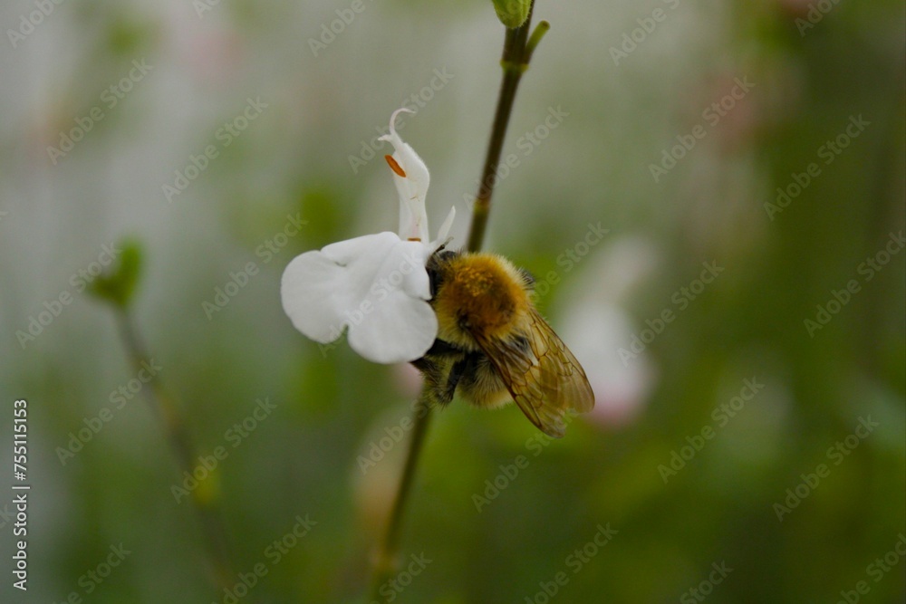 les petits insectes de notre jardin les petits insectes de notre jardin