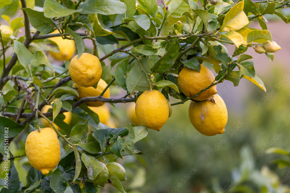Lemon tree with lemon fruits in Majorca, Mallorca, Balearic Islands, Spain, Europe