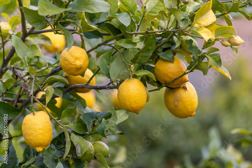 Lemon tree with lemon fruits in Majorca  Mallorca  Balearic Islands  Spain  Europe