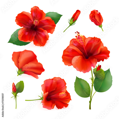 Realistic hibiscus. 3d hibiscuses chinese red blossom flower with fragrance petal  beauty exotic plant from malaysia india  hawaiian pool party decoration exact vector illustration