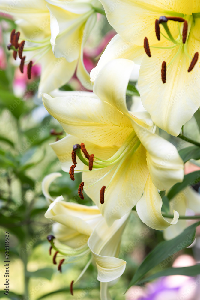 Lily