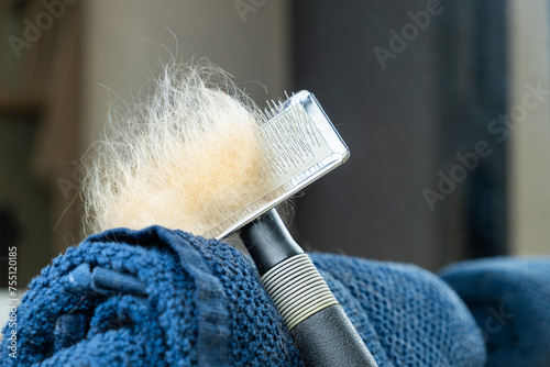 Detail of dog brush with a lock of hair of a small light brown dog. There is a blue towel in the background for proper hygiene and care of your pet.