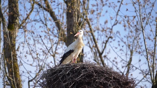 Storch im Nest mit fliegenden Federn im Wind