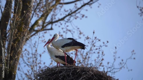 Storchenpaar im Nest
