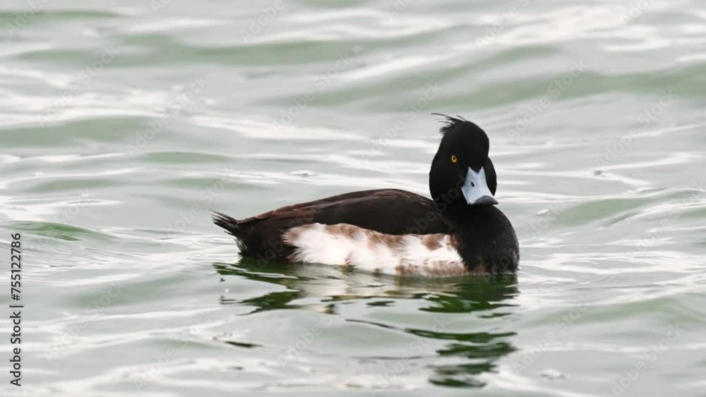 Tufted duck Aythya fuligula in the wild. Slow motion. Tufted duck Aythya fuligula in the wild. Slow motion.