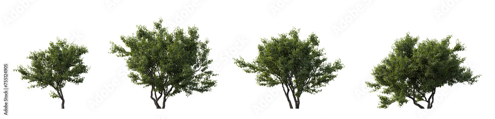 Cephalanthus occidentalis bush frontal set (buttonbush, common buttonbush, button-willow, buck brush, and honey-bells) isolated png on a transparent background perfectly cutout flowering shrub cloudy