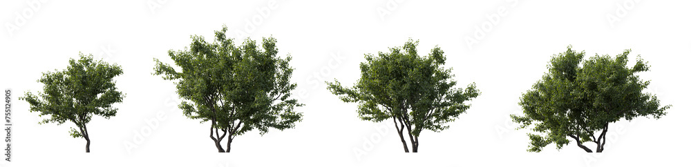 Cephalanthus occidentalis bush frontal set (buttonbush, common buttonbush, button-willow, buck brush, and honey-bells) isolated png on a transparent background premium cutout flowering shrub cloudy Cephalanthus occidentalis bush frontal set (buttonbush, common buttonbush, button-willow, buck brush, and honey-bells) isolated png on a transparent background premium cutout flowering shrub cloudy