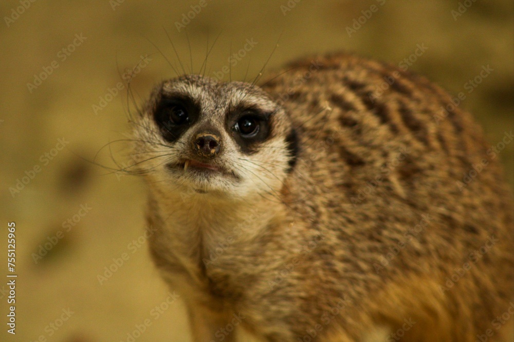 suricate suricate
