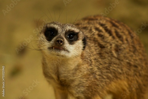 suricate