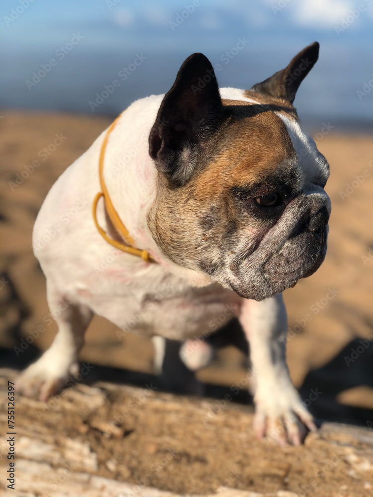french bulldog on the 