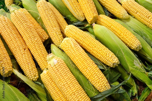 An Partially Shucked Ear of Corn in a Bin of Corn at a Farmers Market