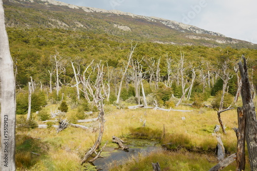 forest of dried trees in a marsh photo