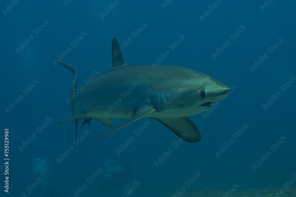 Thresher Shark swimming in the Sea of the Philippines
