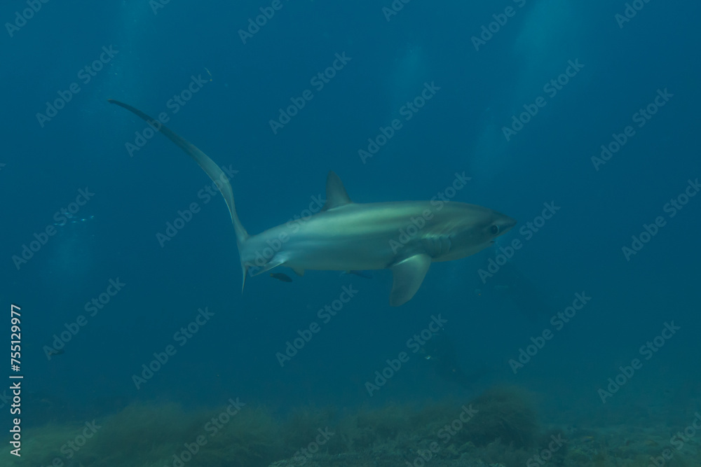 Fototapeta premium Thresher Shark swimming in the Sea of the Philippines 