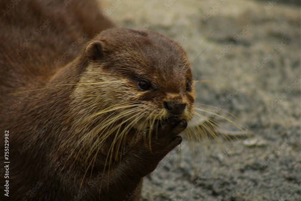 Obraz premium loutre