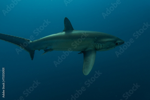 Thresher Shark swimming in the Sea of the Philippines © yeshaya