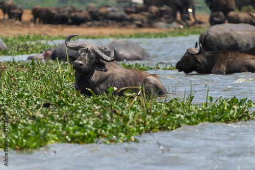 buffalo in the water