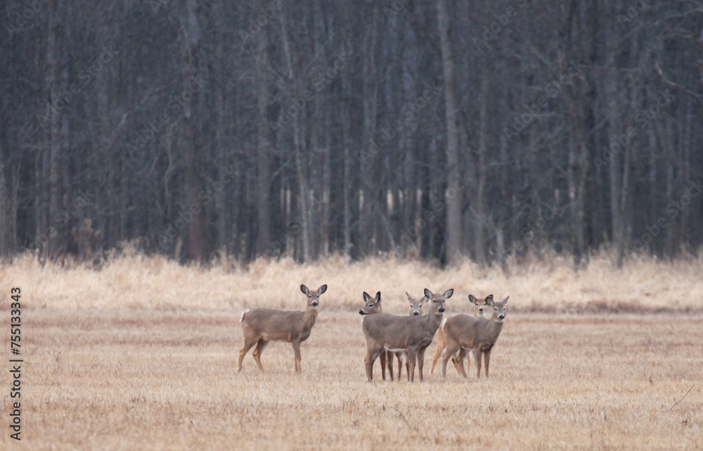 Five deer standing in a field in front of a forest.