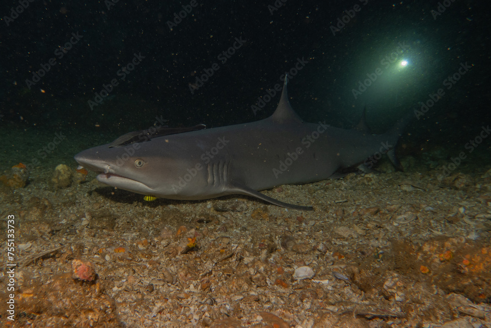 Thresher Shark swimming in the Sea of the Philippines Stock Photo