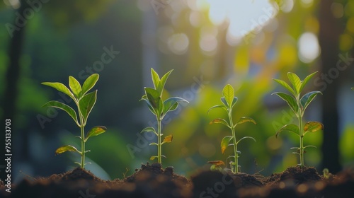 a group of young plants sprouting out of the dirt in a garden area with sunlight streaming through the trees in the background.