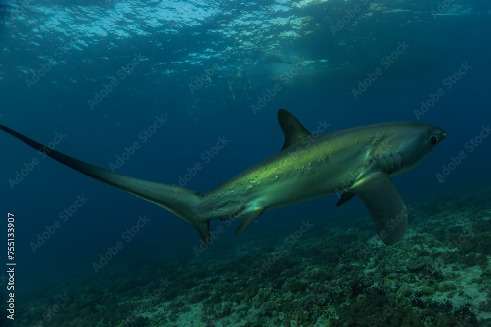 Thresher Shark swimming in the Sea of the Philippines
