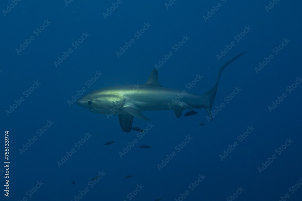 Thresher Shark swimming in the Sea of the Philippines
Thresher Shark swimming in the Sea of the Philippines