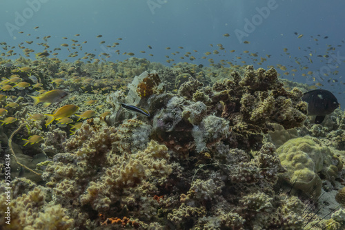 Fish swim in the Sea of the Philippines 