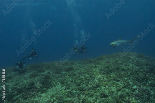 Thresher Shark swimming in the Sea of the Philippines 