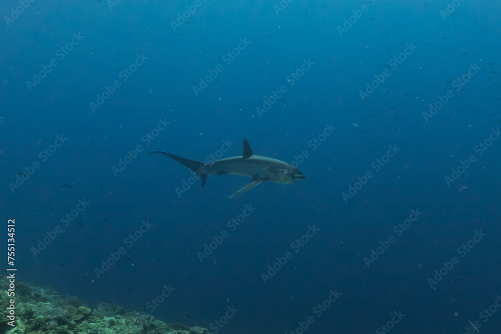 Naklejka premium Thresher Shark swimming in the Sea of the Philippines 