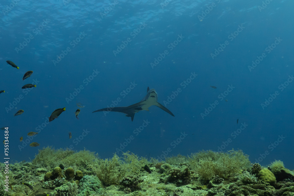 Thresher Shark swimming in the Sea of the Philippines
