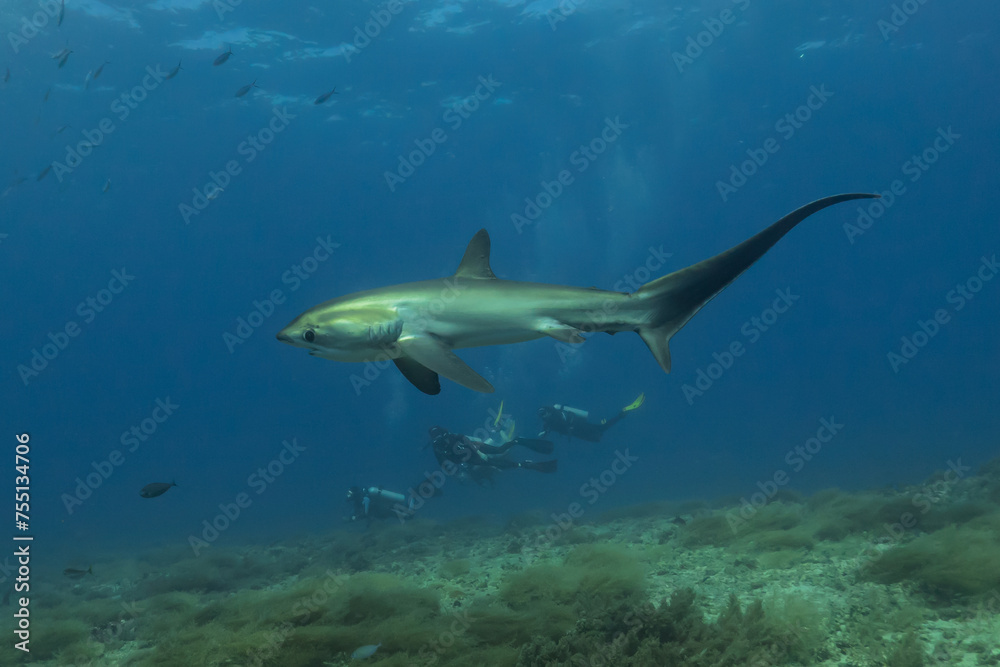 Thresher Shark swimming in the Sea of the Philippines
