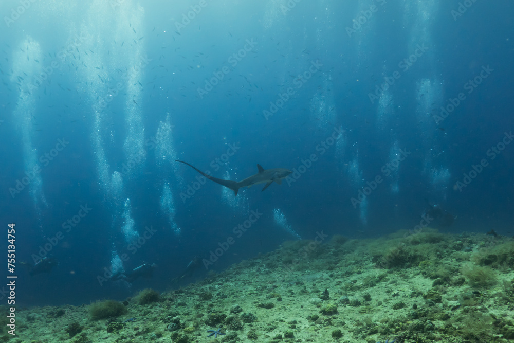 Thresher Shark swimming in the Sea of the Philippines
Thresher Shark swimming in the Sea of the Philippines