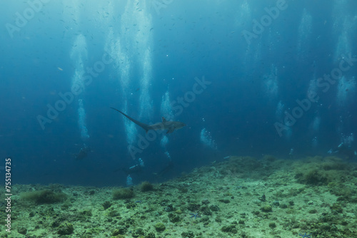 Thresher Shark swimming in the Sea of the Philippines 