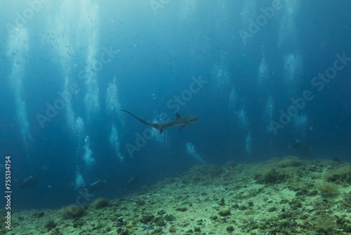 Thresher Shark swimming in the Sea of the Philippines
 photo