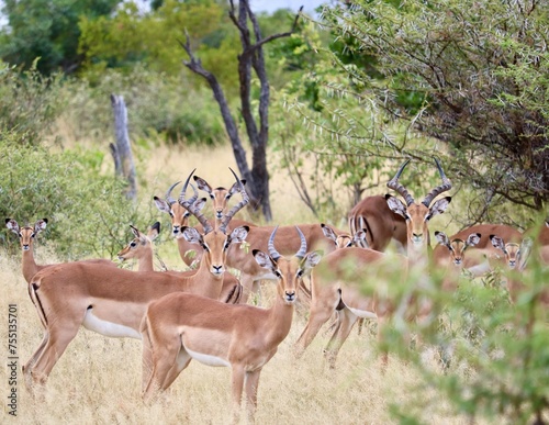 Herd of Impalas in Kruger National Park