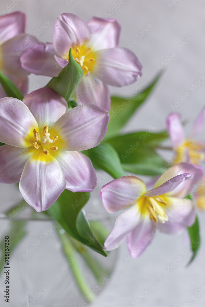 Bouquet Turned tulips in a vase