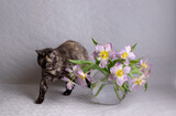 Cat with a bouquet of tulips