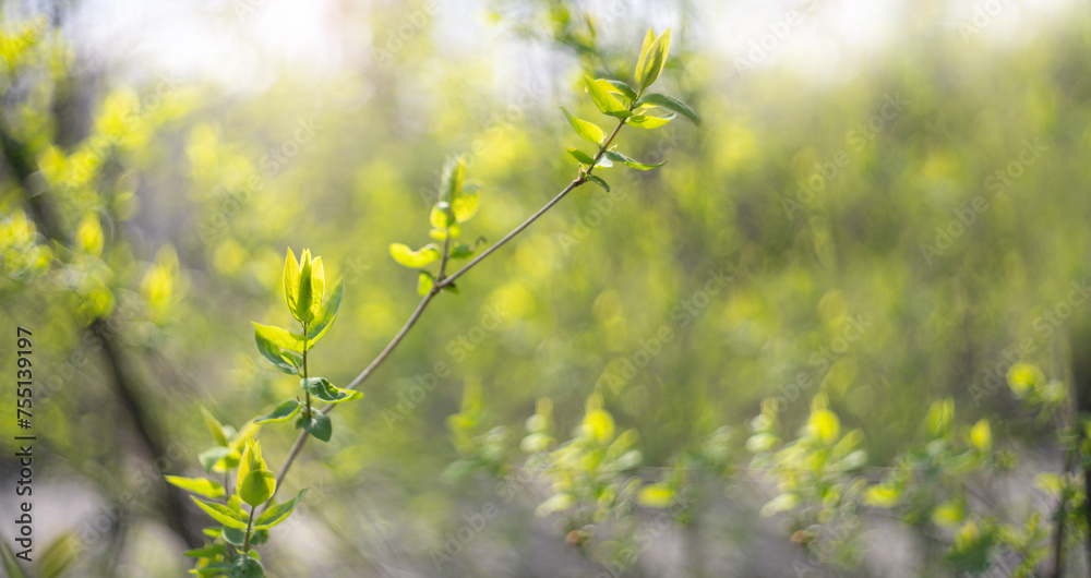 Blurred natural green spring and summer bokeh background Blurred natural green spring and summer bokeh background