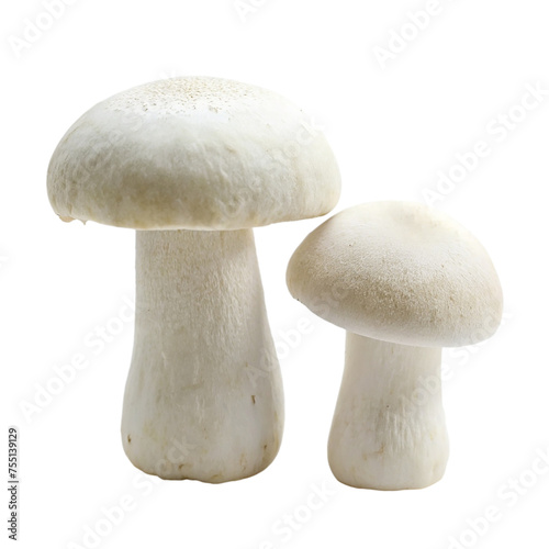 Champignon mushrooms isolated on a transparent background