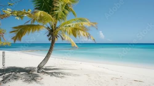 a view of a beach with a palm tree on it's side, and the ocean in the background.