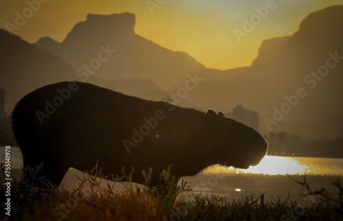 Capivara´s Day a Day 