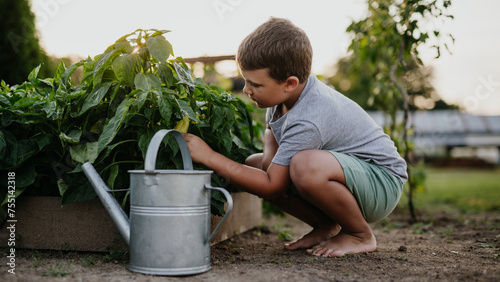 Obraz na plátně Boy squatting by raised garden bed, holding metal watering can