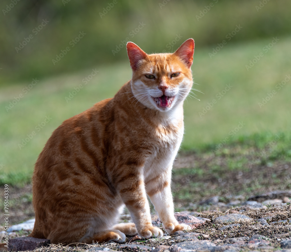 Portrait of a red cat with mouth open
